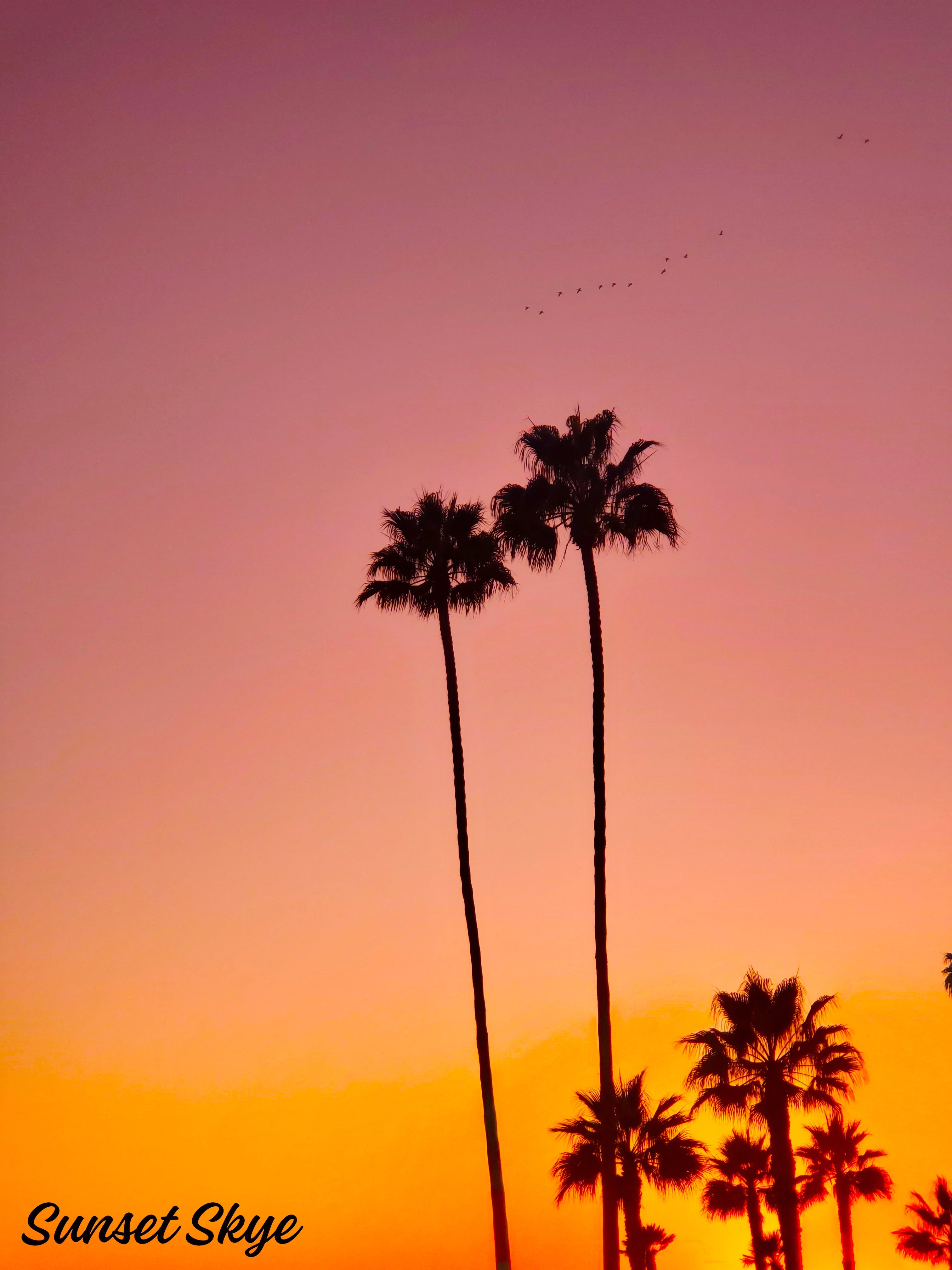 Pink Palms Collection